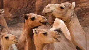 4. Bölüm